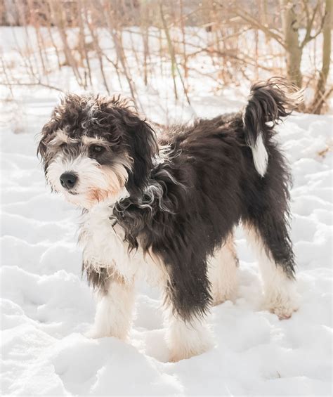  Bernedoodles are playful and affectionate — they do well with children and they love to spend time with their families!